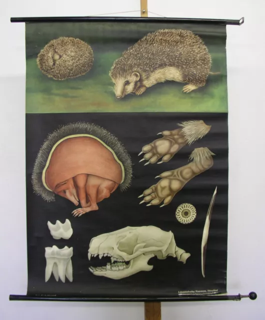 Sublime Tableau Jkq Hérisson Hedgehog Ericius 83x112 Vintage Animals ~1960