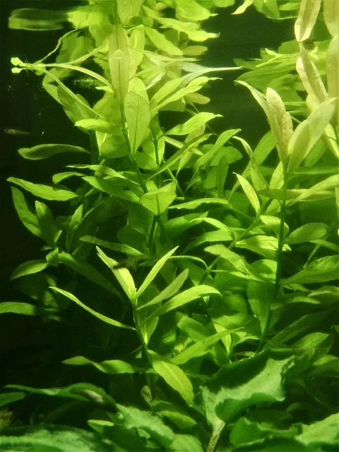 Hygrophila Polysperma Plante Aquatique - Plante Aquarium