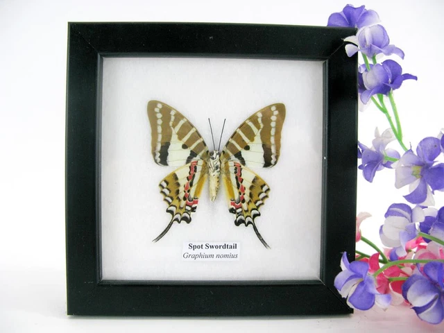 Spot Swordtail - beautiful real butterfly prepared - framed- museum quality
