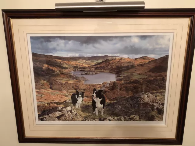 Steven Townsend OUR VALLEY Border Collies Pastoral Dogs