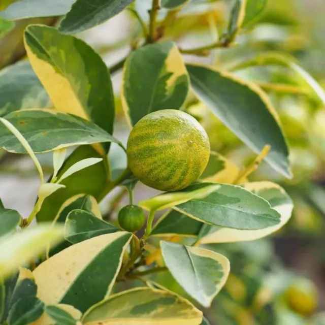 Rare Pink Variegated Eureka Lemon Citrus Tree  Planting Fruit Seeds