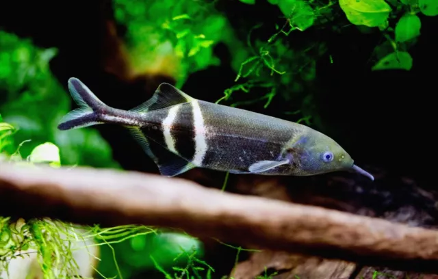 1 Live Juvenile Elephant Nose Premium Freshwater Tropical Fish High Quality A+++
