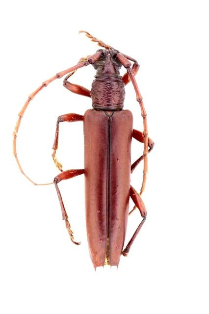 Cerambycidae Sp. Jul814  25Mm (Body) Br