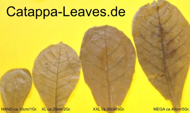 200 Gramm Hojas del almendro MALABAR de su elección y - CATAPPA leaves