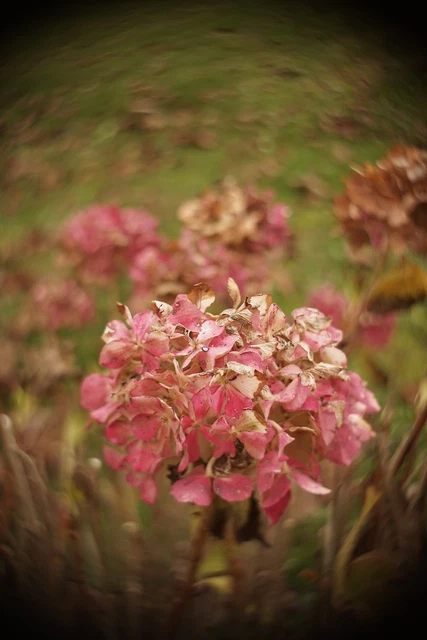 BENOIST BERTHIOT Anastigmat 355mm F/3.5 🖤 Petzval / Dallmeyer