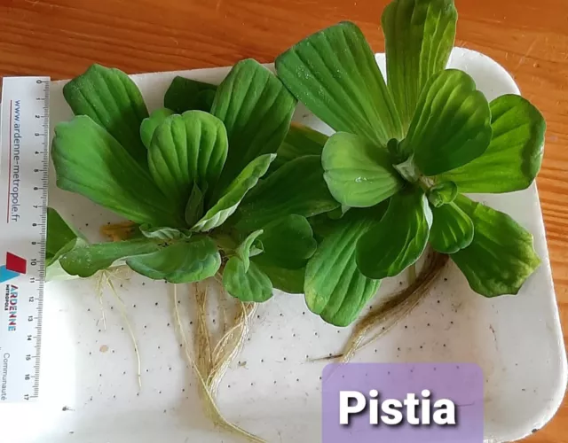 Lot De 3 Pistia -Laitue D'eau- plante flottante aquarium