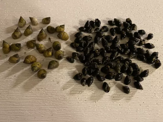 30 Periwikle And 100 Nassarius Saltwater Snails Live Fish Tank Aquarium