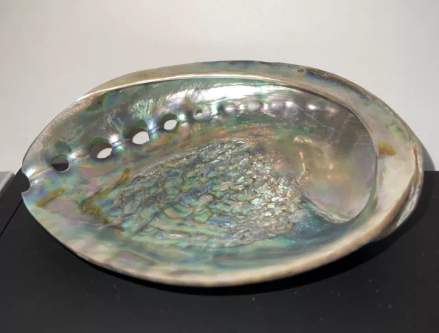 Haliotis iris Martyn, 1784 "PAUA ABALONE"   *POLISHED BEAUTY*  5” X 4” Stunning!