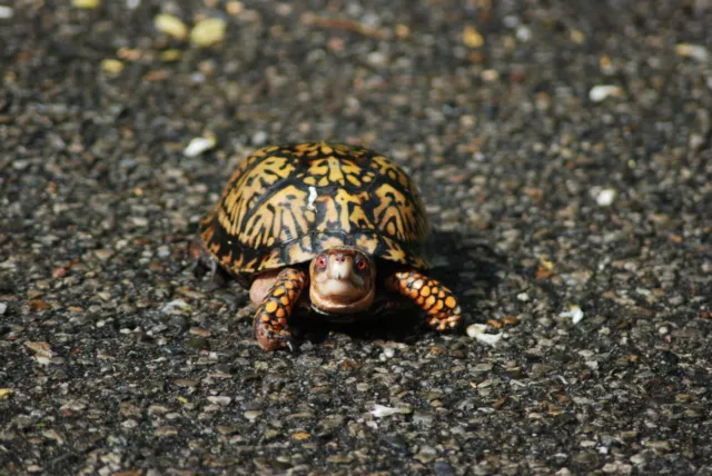 Baby Sea Turtle Photo Picture Poster Print  Amphibian Ocean Cute  Adorable Water