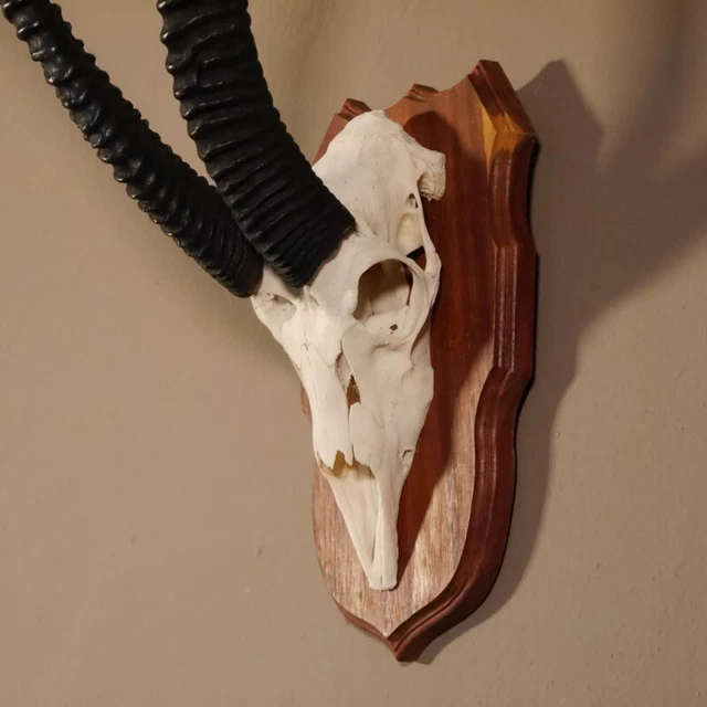 Grant - Gacela Trofeo de Calavera Hl 63 CM Con Toda Nariz En Escudo Decoración 3