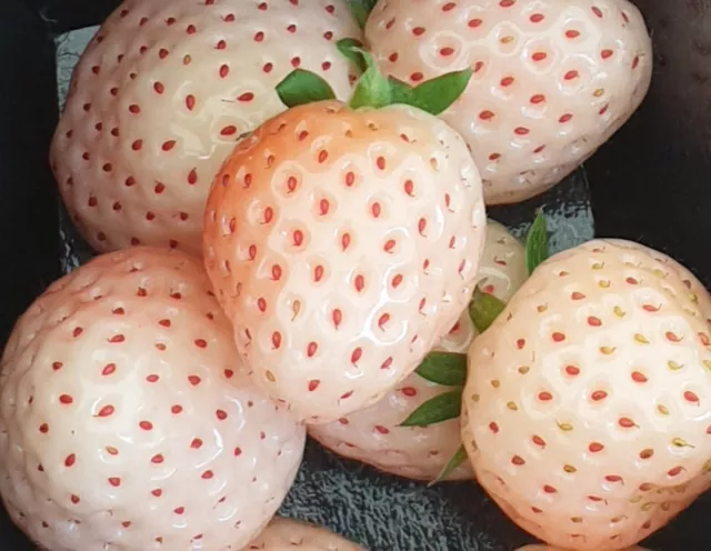 Grow Your Own 10 Organic White Strawberry Plants -Pineberry Live Bareroot USA