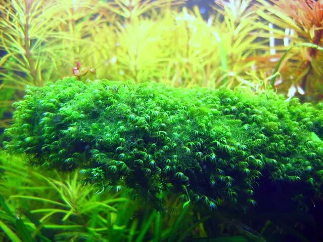 Fissidens fontanus / Phoenix moss Gitter - Moos Pad