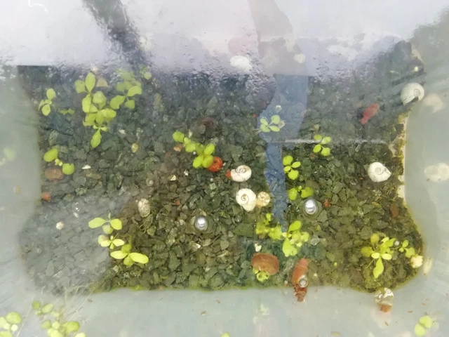 Posthornschnecken Fürs Aquarium – 30 Stück, Algenfresser, Pflegeleicht – Für Aquarium & Gartenteich
