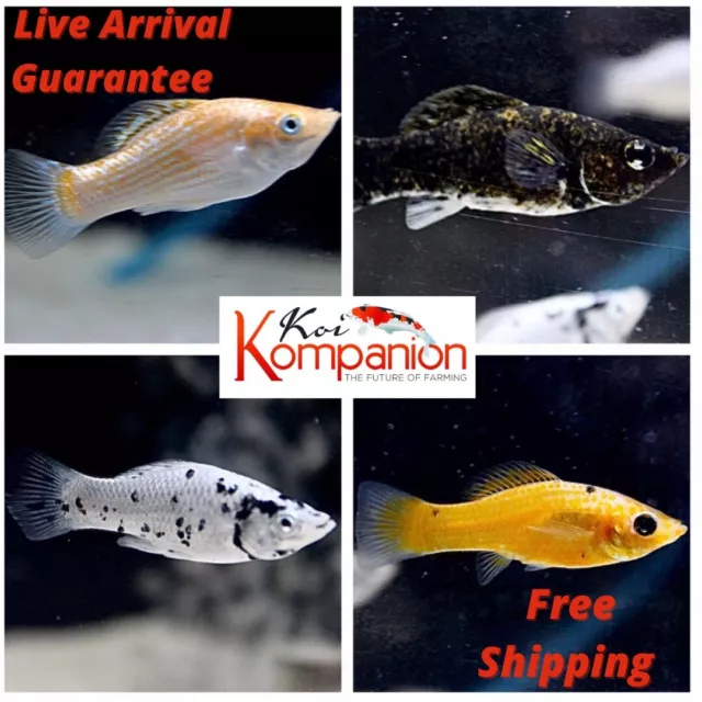5/10/20X Assorted Mollies Freshwater Fish Koi Kompanion Free Shipping