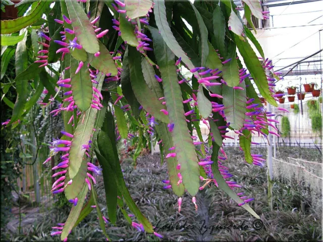 Wittia Amazonica * Incredibile Epiphyllum * Disocactus * Estremamente raro...