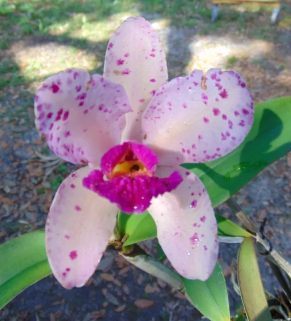 Cattleya amethystoglossa 'H&R Supreme' Bloom size 6" pot Species