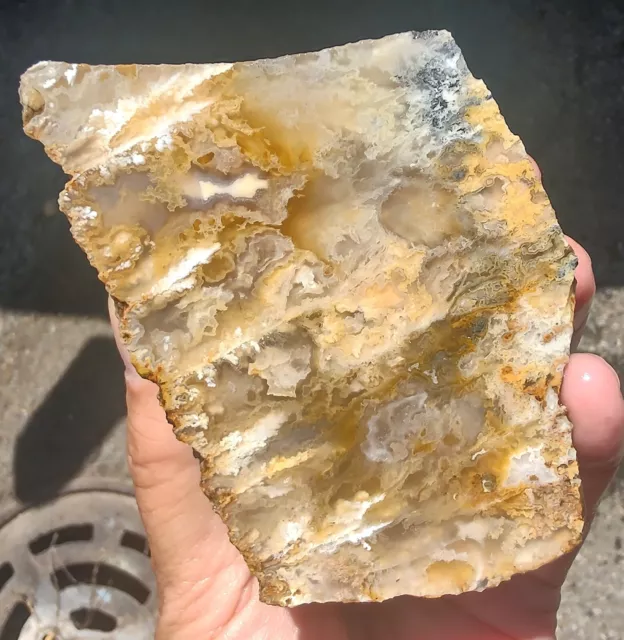 rawk11: 1.0LB Northridge Plume Agate Rough-Loaded with Delicate Plumes-Oregon!