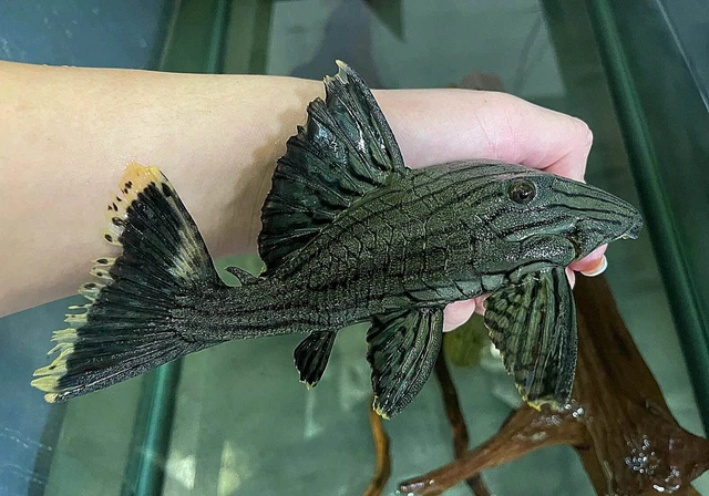 L418 Shampupa Royal Pleco ~ Panaque titan