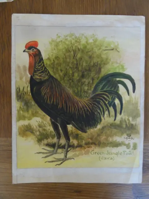 Original Watercolour Edwin W Slater " Green Jungle Fowl  Java " 1949 Signed