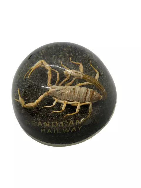 Large Vintage Real Scorpion Encased 4" Paperweight Desert Grand Canyon Souvenir