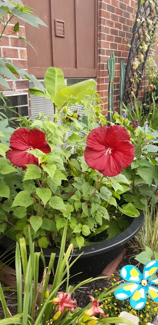 Hardy Pond Hibiscus seeds. Beautiful large red flowers. 40 + seed Free shipping