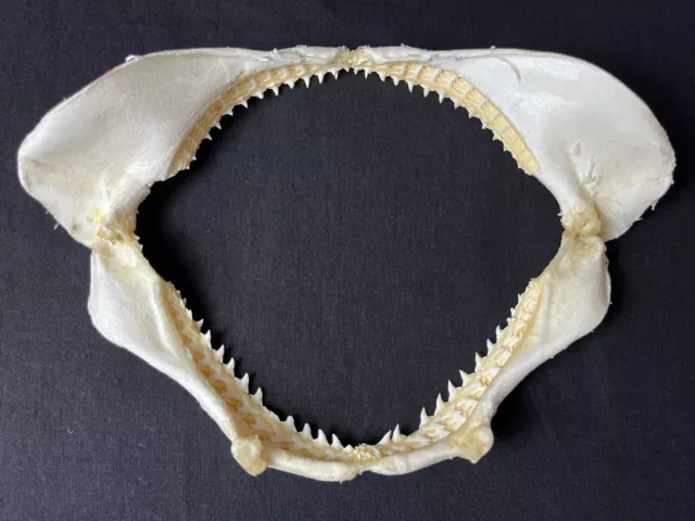 machoire de requin carcharinus- mascelle objet de curiosité