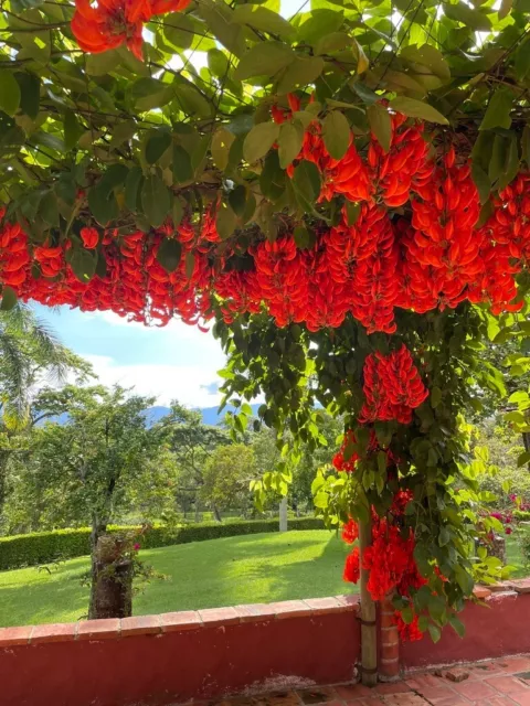 Rare seeds » Mucuna bennettii - Red jade vine - 1 fresh seed for planting