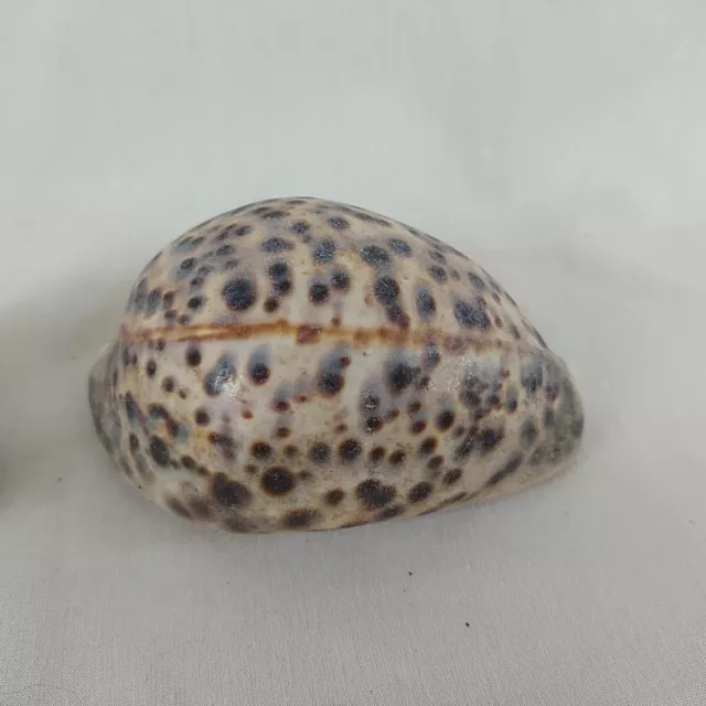 Vintage Large Cowrie Shell 10 cm Long & 7 cm Long Black & White Spiky Shell 2