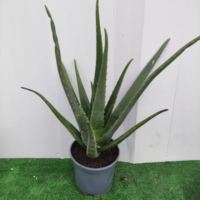 Aloés Véra - Aloe barbadensis - Aloes des Barbades Médicinale