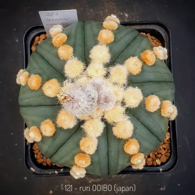 (AS121) 10 seeds of Astrophytum Asterias cv ruri OOIBO raisen japanese