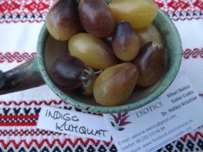 Tomate Indigo Bing Cherry 5 P 006 semi-esotica e finemente 