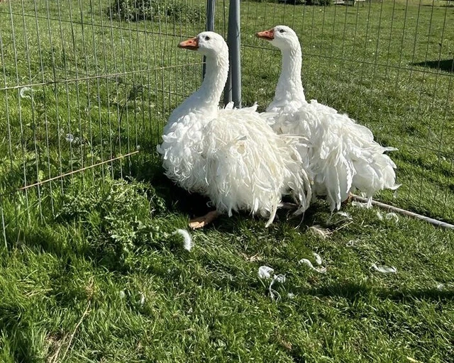 4 EXHIBITION QUALITY Curly Breasted Sebastopol Goose / Geese Hatching