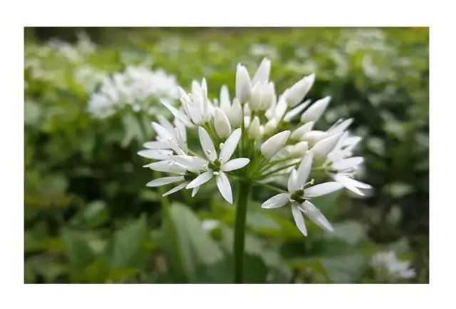 10x Allium ursinum Bärlauch Wildgemüse Garten pflanzen - Samen B1895