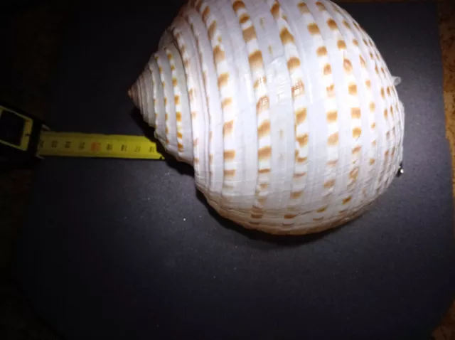 Very Rare   Big/Huge Shell  Tonna Lischkeana(Tunshells) Madagascar