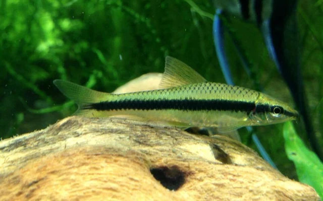 True Siamese Algae Eater LIVE FISH Read Description