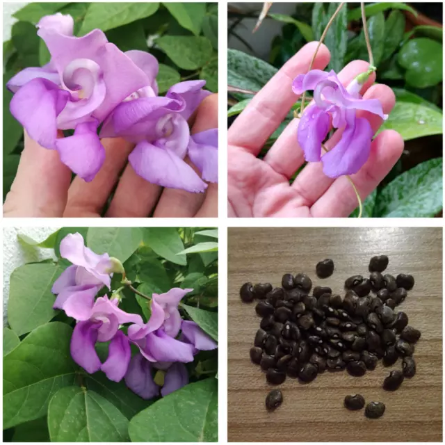 20 Sigmoidotropis speciosa vigna (snail vine) seeds 20 semillas caracola gigante