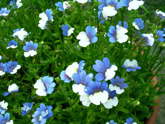 50 semillas florales azules y blancas de Nemesia Strumosa