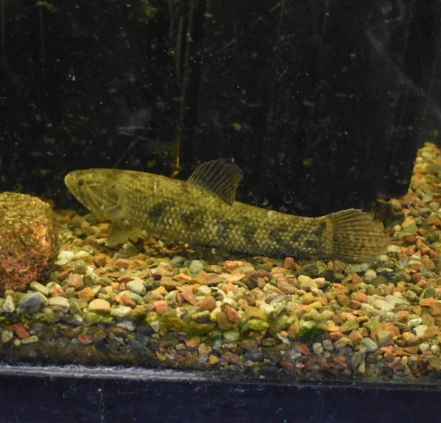 Live 8-9" Colombian Wolf Fish Large Freshwater Aquarium Fish *PLS READ DESCR*