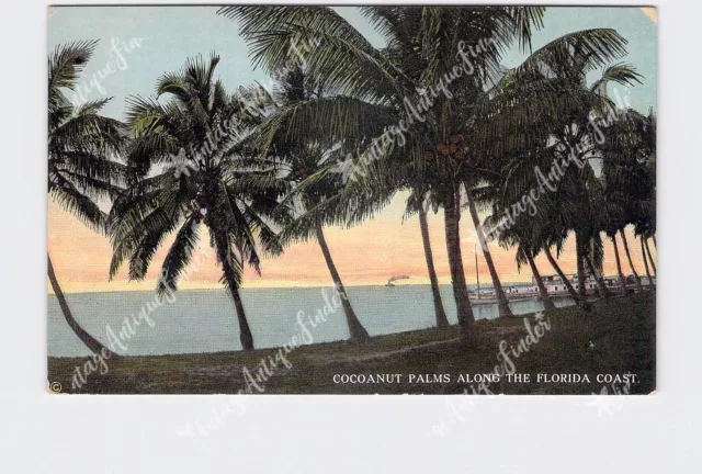 PPC Postcard FL Florida Cocoanut Palms Along The Coast