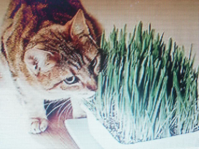 Herbe à chat graines 1 portion de 200 gramme . Triticum aestivum