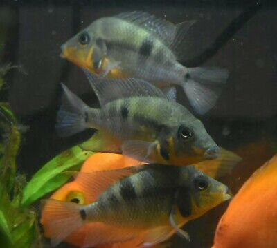 Live Firemouth Cichlid (3" Tropical Freshwater Aquarium Fish) *PLS READ DESCR*