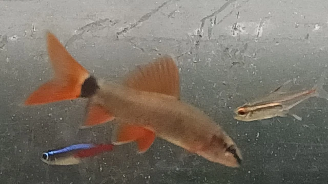 1 REDTAIL(shark) AND 1 RAINBOW(shark) LIVE AQUARIUM FISH ACTIVE SMALL SCAVENGER 4