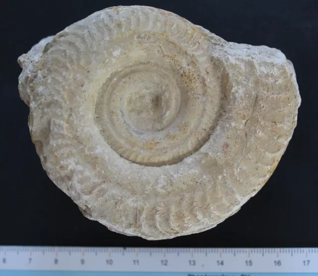 Ammonite fossile Hildoceras Toarcien Normandie