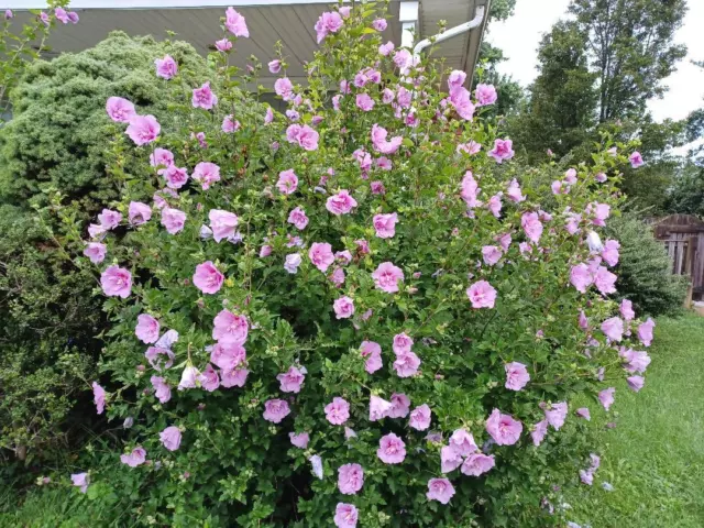 Hibiscus Minerva Rose of Sharon Flower 10 - 200 Seeds Beautiful Pink Shades