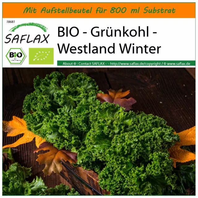 SAFLAX Garden in the Bag - BIO - Gr?nkohl - Westland Winter - Brassica - 70 Same