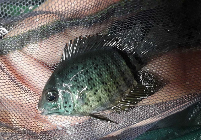 RED SPOTTED TURQUOISE SEVERUM 2 INCHES (Heros efasciatus)