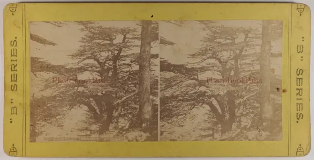 LIBAN The Cedar of Lebanon Tree Photo Stereo Albuminated Print circa 1890