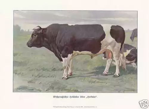 Holländer Stier "Herkules" FARBDRUCK von 1925 Reprint