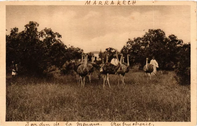 CPA Maroc MARRAKECH - Jardin de la menara - Autrucherie (219670)
