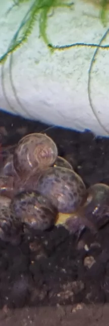 🌟5 x  Leopard Ramshorn Snails (Red/Brown) 🐌 Algae Eaters 🌟